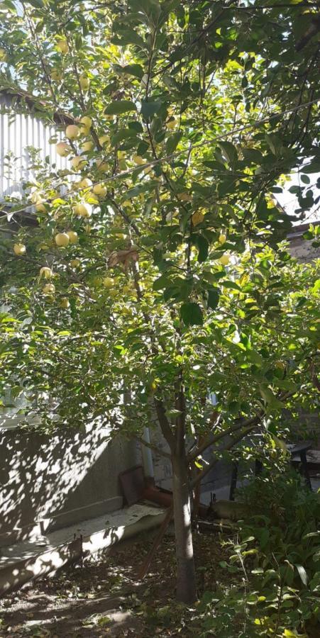 Guest House Otilia Ghiumri Exterior foto